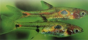 peixe rasbora