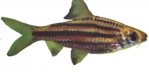 barbus-lineatus