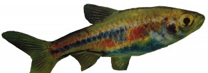 rasbora-espei