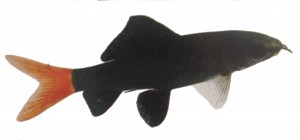 Labeo Bicolor