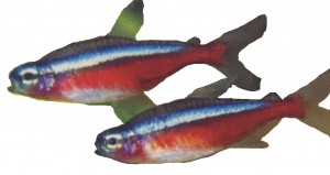 Cardinal tetra