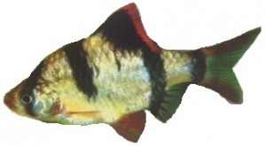 peixe-barbo-sumatra